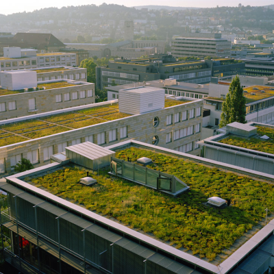 ΦΥΤΕΜΕΝΑ ΠΡΑΣΙΝΑ ΔΩΜΑΤΑ