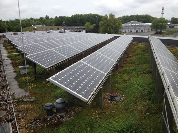 ΦΥΤΕΜΕΝΑ ΠΡΑΣΙΝΑ ΔΩΜΑΤΑ